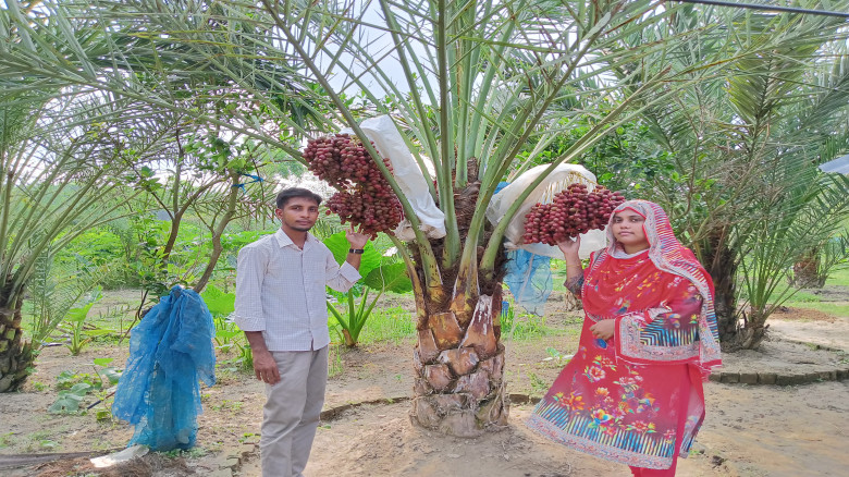কেশবপুরে প্রথম সৌদি খেজুর উৎপাদনে নারী উদ্যোক্তার সফলতা