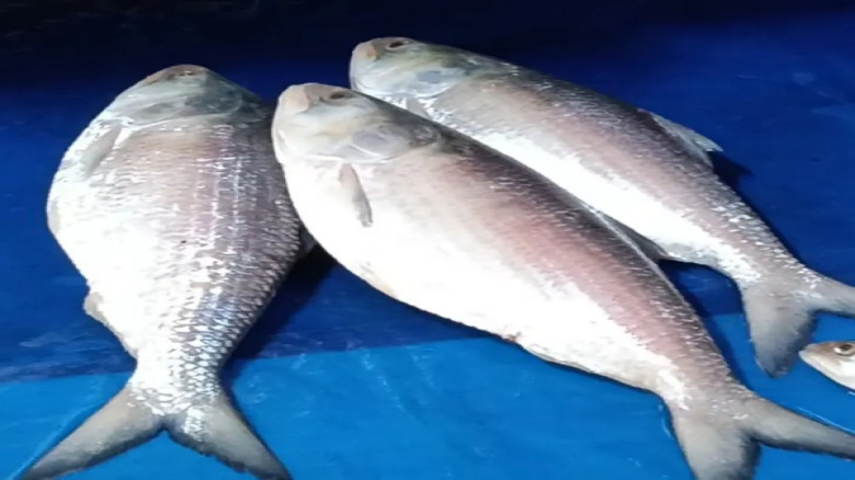 ইলিশ এখন সোনার হরিণ, মৌসুমেও নাগালের বাইরে দাম