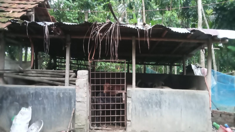 ভাইয়ের বাড়িতে সংগ্রামী জীবন স্বামী পরিত্যক্তা নারীর, নিঃস্ব করে দিল চোর