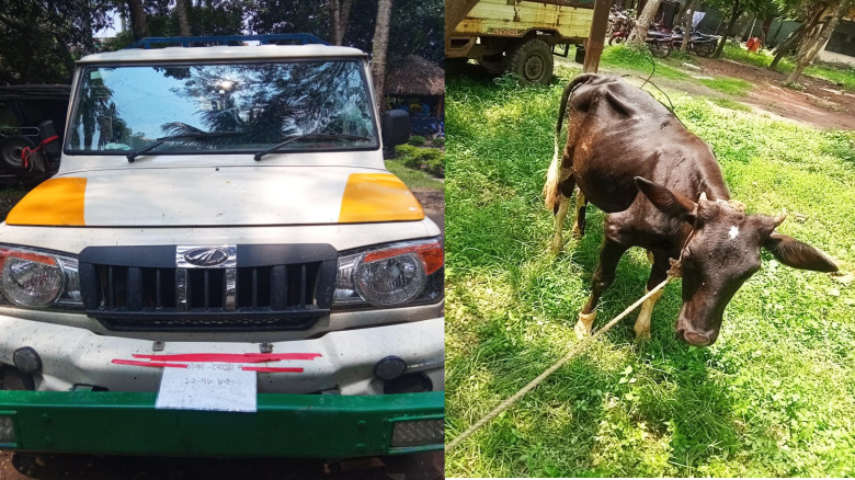 দুই পুলিশকে আঘাত করে পালিয়ে গেছে চোর, ধাওয়া দিয়ে চোরাই কাজে ব্যবহৃত পিকআপ জব্দ ও গরু উদ্ধার