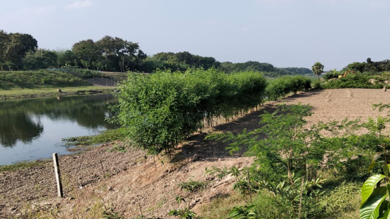 চৌগাছায় বন কর্মকর্তার স্বেচ্ছাচারিতা, ব্যক্তিমালিকানা জমিতে গাছ রোপনের অভিযোগ