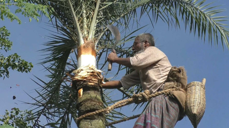 'যশোরের যশ, খেজুরের রস': দেড়শ কোটি টাকার গুড় উৎপাদনে ব্যস্ত ১৬ হাজার পরিবার