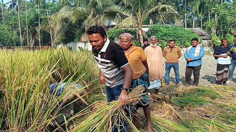 কেশবপুরে কৃষকের পাকা ধান কেটে সহযোগিতা করলেন বিএনপির প্রার্থী শ্রাবণ
