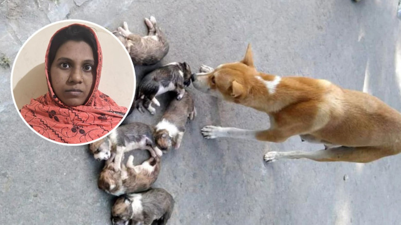 ঈশ্বরদীতে ৮ কুকুর ছানা হত্যার ঘটনায় মামলা, সরকারি কর্মকর্তার স্ত্রী গ্রেপ্তার