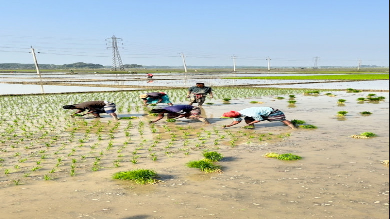 কেশবপুরে হাড়কাঁপানো শীত উপেক্ষা করে চলছে বোরো আবাদ