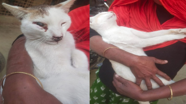 বিড়ালের প্রতি নির্মমতা...