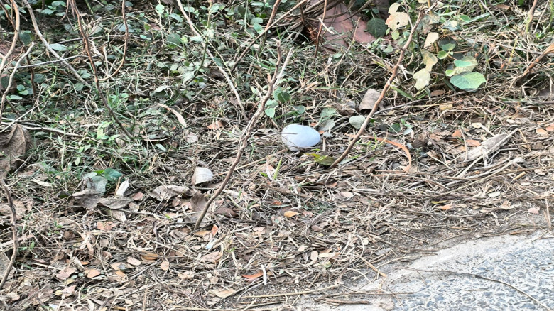 ককটেল বিস্ফোরণ ঘটিয়ে টাকা ছিনতাই চেষ্টার অভিযোগ