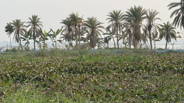 ভবদহের প্রভাব: জলাবদ্ধতায় কৃষকের ১৩ হাজার বিঘায় হয়...