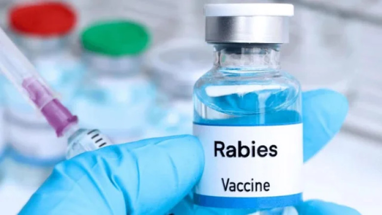 কেশবপুরে এক মাসে কুকুর-বিড়ালের কামড়ে আহত ২২৬, হাসপ...