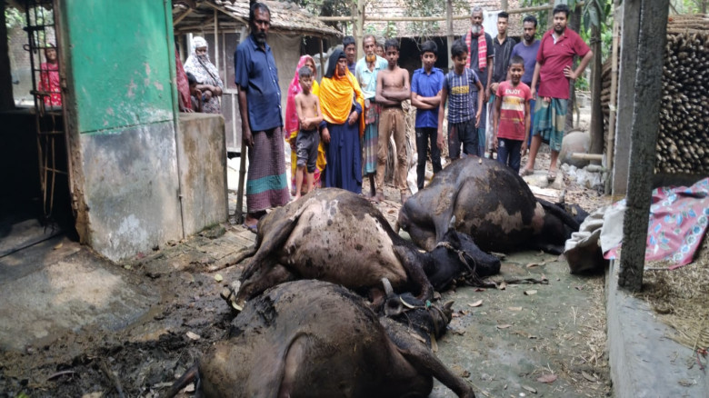 ‘জুলাইয়ের গাদ্দার’ প্ল্যাকার্ড হাতে সংসদ কাঁপালেন বিরোধীরা, তোপের মুখে রাষ্ট্রপতির ভাষণ
