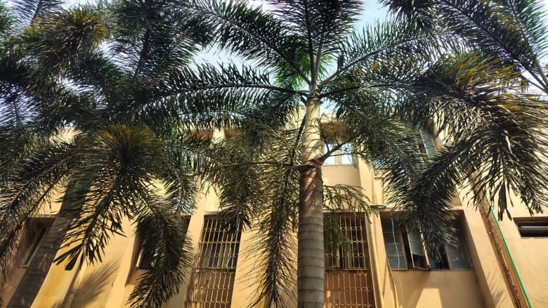 যশোর পৌর পার্কে বিরল গাছ