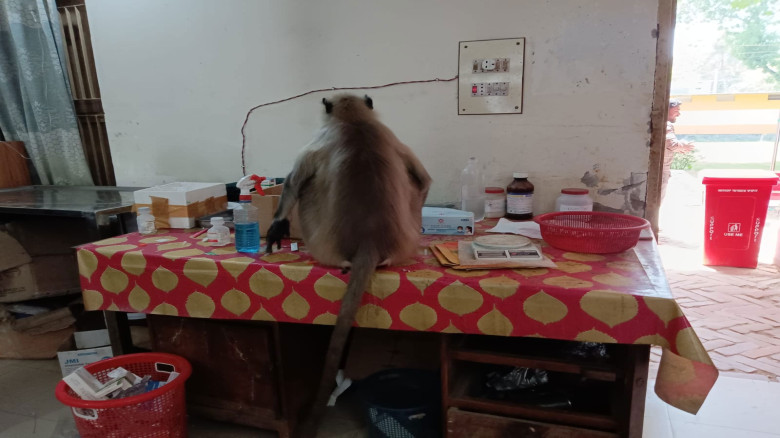 নিজের চিকিৎসা নিতে হাসপাতালে হাজির আহত হনুমান