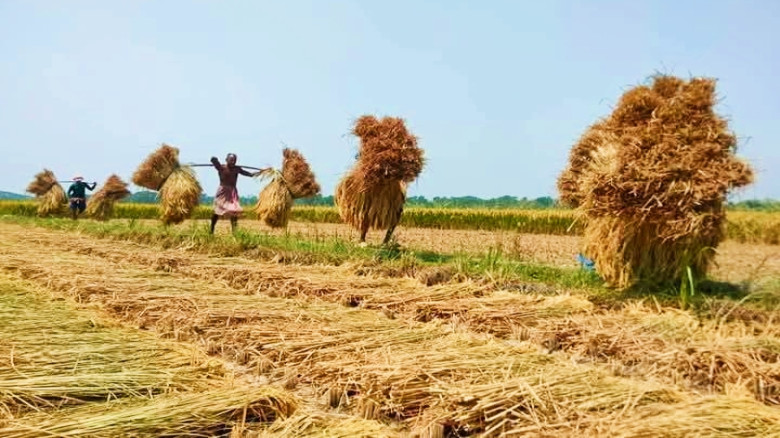 অভয়নগরে ধানকাটা শ্রমিকের মজুরি ১৩০০ টাকা, বিপাকে ক...