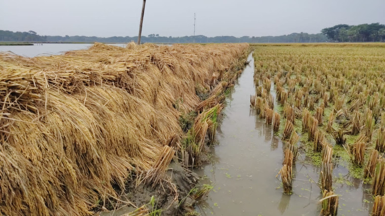 যশোরে দুই দিনব্যাপী নিরাপদ খাদ্য উৎপাদন প্রশিক্ষণ সমাপ্ত