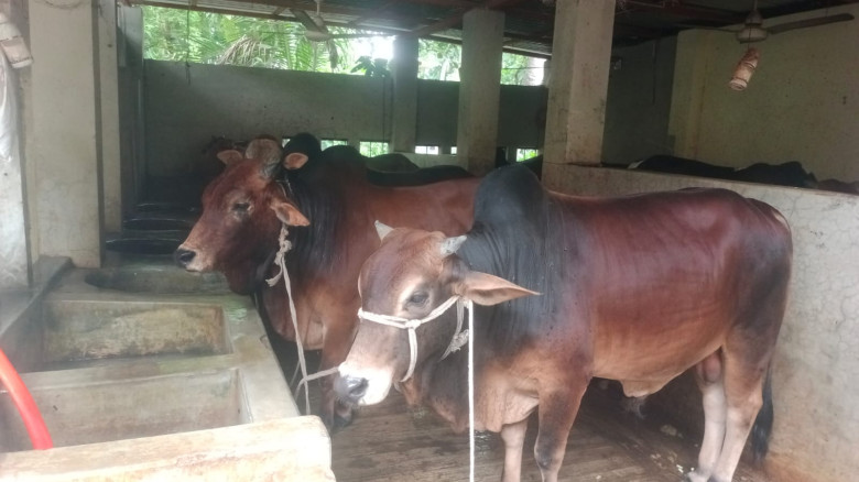 যশোরে কোরবানির পশু উদ্বৃত্ত প্রায় ১৫ হাজার ন্যায্যমূল্য নিয়ে দুশ্চিন্তায় খামারিরা