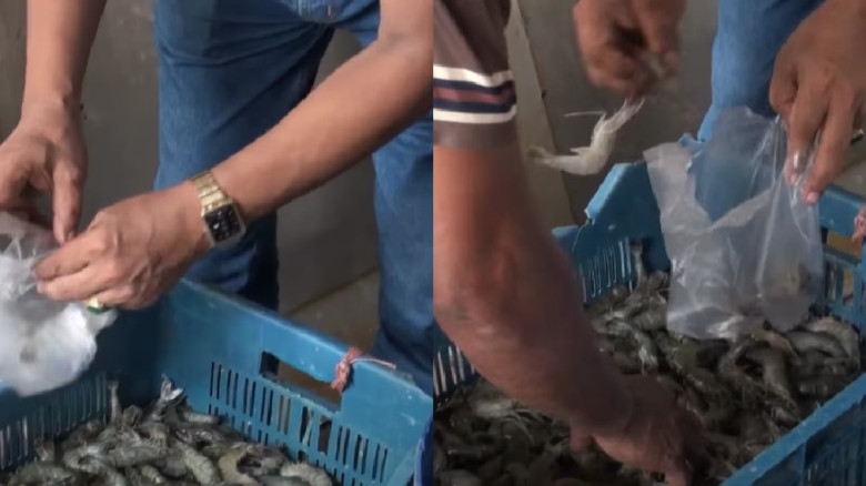 বাঘারপাড়া বাজারে জেলি পুশ করা চিংড়ি মাছ জব্দ, মোবা...