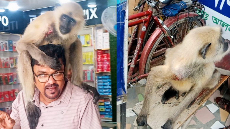 কেশবপুরে ফার্মেসীতে এসে কাঁধের ক্ষত দেখিয়ে চিকিৎসা নিল হনুমান