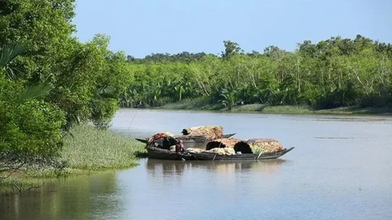 তিন মাস পর আজ খুলছে সুন্দরবন